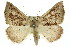  (Amelora sp. ANIC14 - 11ANIC-00221)  @15 [ ] CreativeCommons - Attribution (2011) ANIC/CBG Photography Group Centre for Biodiversity Genomics