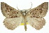  (Amelora sp. ANIC8 - 11ANIC-00223)  @11 [ ] CreativeCommons - Attribution (2011) ANIC/CBG Photography Group Centre for Biodiversity Genomics