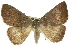  (Amelora sp. ANIC9 - 11ANIC-00227)  @14 [ ] CreativeCommons - Attribution (2011) ANIC/CBG Photography Group Centre for Biodiversity Genomics