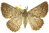  (Amelora oncerodes - 11ANIC-00229)  @11 [ ] CreativeCommons - Attribution (2011) ANIC/CBG Photography Group Centre for Biodiversity Genomics