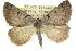  ( - 11ANIC-00230)  @15 [ ] CreativeCommons - Attribution (2011) ANIC/CBG Photography Group Centre for Biodiversity Genomics