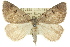  ( - 11ANIC-00231)  @15 [ ] CreativeCommons - Attribution (2011) ANIC/CBG Photography Group Centre for Biodiversity Genomics