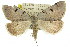  ( - 11ANIC-00233)  @13 [ ] CreativeCommons - Attribution (2011) ANIC/CBG Photography Group Centre for Biodiversity Genomics