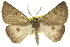  ( - 11ANIC-00234)  @11 [ ] CreativeCommons - Attribution (2011) ANIC/CBG Photography Group Centre for Biodiversity Genomics