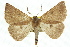  (Amelora cryphia - 11ANIC-00235)  @11 [ ] CreativeCommons - Attribution (2011) ANIC/CBG Photography Group Centre for Biodiversity Genomics