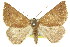  (Amelora sp. ANIC10 - 11ANIC-00240)  @11 [ ] CreativeCommons - Attribution (2011) ANIC/CBG Photography Group Centre for Biodiversity Genomics