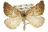  (Amelora catacris - 11ANIC-00244)  @15 [ ] CreativeCommons - Attribution (2011) ANIC/CBG Photography Group Centre for Biodiversity Genomics