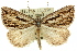  ( - 11ANIC-00247)  @15 [ ] CreativeCommons - Attribution (2011) ANIC/CBG Photography Group Centre for Biodiversity Genomics