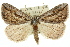  (Amelora belemnophora - 11ANIC-00248)  @15 [ ] CreativeCommons - Attribution (2011) ANIC/CBG Photography Group Centre for Biodiversity Genomics