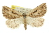  ( - 11ANIC-00249)  @14 [ ] CreativeCommons - Attribution (2011) ANIC/CBG Photography Group Centre for Biodiversity Genomics