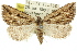  ( - 11ANIC-00250)  @14 [ ] CreativeCommons - Attribution (2011) ANIC/CBG Photography Group Centre for Biodiversity Genomics