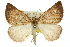  (Amelora arotraea - 11ANIC-00251)  @11 [ ] CreativeCommons - Attribution (2011) ANIC/CBG Photography Group Centre for Biodiversity Genomics