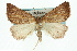  ( - 11ANIC-00252)  @11 [ ] CreativeCommons - Attribution (2011) ANIC/CBG Photography Group Centre for Biodiversity Genomics