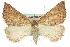  ( - 11ANIC-00253)  @11 [ ] CreativeCommons - Attribution (2011) ANIC/CBG Photography Group Centre for Biodiversity Genomics