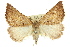  (Amelora arotraea - 11ANIC-00254)  @11 [ ] CreativeCommons - Attribution (2011) ANIC/CBG Photography Group Centre for Biodiversity Genomics