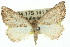  (Amelora idiomorpha - 11ANIC-00255)  @13 [ ] CreativeCommons - Attribution (2011) ANIC/CBG Photography Group Centre for Biodiversity Genomics