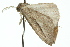  ( - 11ANIC-00257)  @12 [ ] CreativeCommons - Attribution (2011) ANIC/CBG Photography Group Centre for Biodiversity Genomics