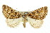  (Amelora polychroa - 11ANIC-00259)  @15 [ ] CreativeCommons - Attribution (2011) ANIC/CBG Photography Group Centre for Biodiversity Genomics