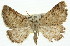  (Amelora lithopepla - 11ANIC-00262)  @11 [ ] CreativeCommons - Attribution (2011) ANIC/CBG Photography Group Centre for Biodiversity Genomics