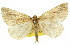  ( - 11ANIC-00263)  @11 [ ] CreativeCommons - Attribution (2011) ANIC/CBG Photography Group Centre for Biodiversity Genomics