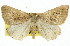  ( - 11ANIC-00265)  @11 [ ] CreativeCommons - Attribution (2011) ANIC/CBG Photography Group Centre for Biodiversity Genomics