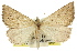  ( - 11ANIC-00266)  @11 [ ] CreativeCommons - Attribution (2011) ANIC/CBG Photography Group Centre for Biodiversity Genomics