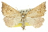  (Amelora sp. ANIC12 - 11ANIC-00267)  @14 [ ] CreativeCommons - Attribution (2011) ANIC/CBG Photography Group Centre for Biodiversity Genomics