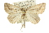  ( - 11ANIC-00269)  @15 [ ] CreativeCommons - Attribution (2011) ANIC/CBG Photography Group Centre for Biodiversity Genomics