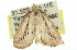  ( - 11ANIC-00270)  @12 [ ] CreativeCommons - Attribution (2011) ANIC/CBG Photography Group Centre for Biodiversity Genomics