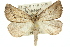  (Amelora sp. ANIC13 - 11ANIC-00271)  @15 [ ] CreativeCommons - Attribution (2011) ANIC/CBG Photography Group Centre for Biodiversity Genomics
