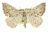  ( - 11ANIC-00272)  @11 [ ] CreativeCommons - Attribution (2011) ANIC/CBG Photography Group Centre for Biodiversity Genomics