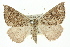  ( - 11ANIC-00273)  @15 [ ] CreativeCommons - Attribution (2011) ANIC/CBG Photography Group Centre for Biodiversity Genomics