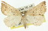  (Amelora sp. ANIC15 - 11ANIC-00274)  @14 [ ] CreativeCommons - Attribution (2011) ANIC/CBG Photography Group Centre for Biodiversity Genomics