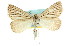  ( - 11ANIC-00276)  @11 [ ] CreativeCommons - Attribution (2011) ANIC/CBG Photography Group Centre for Biodiversity Genomics