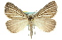  (Amelora leucaniata - 11ANIC-00277)  @15 [ ] CreativeCommons - Attribution (2011) ANIC/CBG Photography Group Centre for Biodiversity Genomics