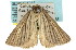  ( - 11ANIC-00278)  @11 [ ] CreativeCommons - Attribution (2011) ANIC/CBG Photography Group Centre for Biodiversity Genomics