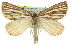  ( - 11ANIC-00279)  @13 [ ] CreativeCommons - Attribution (2011) ANIC/CBG Photography Group Centre for Biodiversity Genomics
