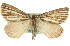  ( - 11ANIC-00280)  @14 [ ] CreativeCommons - Attribution (2011) ANIC/CBG Photography Group Centre for Biodiversity Genomics