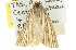  ( - 11ANIC-00281)  @12 [ ] CreativeCommons - Attribution (2011) ANIC/CBG Photography Group Centre for Biodiversity Genomics