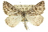  ( - 11ANIC-00283)  @14 [ ] CreativeCommons - Attribution (2011) ANIC/CBG Photography Group Centre for Biodiversity Genomics