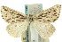  ( - 11ANIC-00284)  @11 [ ] CreativeCommons - Attribution (2011) ANIC/CBG Photography Group Centre for Biodiversity Genomics