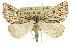  (Amelora acontistica - 11ANIC-00285)  @15 [ ] CreativeCommons - Attribution (2011) ANIC/CBG Photography Group Centre for Biodiversity Genomics