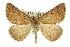  (Amelora sp. ANIC16 - 11ANIC-00388)  @15 [ ] CreativeCommons - Attribution (2011) ANIC/CBG Photography Group Centre for Biodiversity Genomics