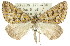  ( - 11ANIC-00391)  @15 [ ] CreativeCommons - Attribution (2011) ANIC/CBG Photography Group Centre for Biodiversity Genomics