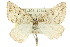  ( - 11ANIC-00392)  @14 [ ] CreativeCommons - Attribution (2011) ANIC/CBG Photography Group Centre for Biodiversity Genomics