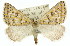  (Amelora sp. ANIC17 - 11ANIC-00393)  @15 [ ] CreativeCommons - Attribution (2011) ANIC/CBG Photography Group Centre for Biodiversity Genomics