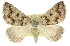  (Amelora sp. ANIC19 - 11ANIC-00396)  @15 [ ] CreativeCommons - Attribution (2011) ANIC/CBG Photography Group Centre for Biodiversity Genomics