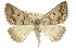  ( - 11ANIC-00397)  @14 [ ] CreativeCommons - Attribution (2011) ANIC/CBG Photography Group Centre for Biodiversity Genomics