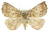 ( - 11ANIC-00401)  @11 [ ] CreativeCommons - Attribution (2011) ANIC/CBG Photography Group Centre for Biodiversity Genomics