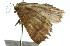  ( - 11ANIC-00402)  @12 [ ] CreativeCommons - Attribution (2011) ANIC/CBG Photography Group Centre for Biodiversity Genomics